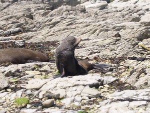 Seal colony in Kaikoura