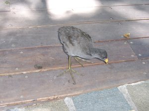 Wildlife in Brisbane