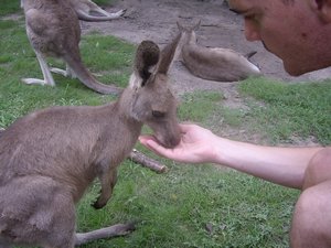 Matt feeding the kangaroos