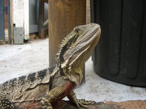 We believe this was a Eastern Water Dragon