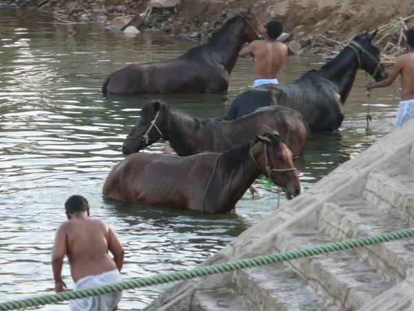 Horses Getting A Bath
