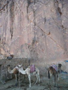 Camel Trek to Sinai Mountain