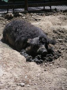 Endangered Wooly Pig