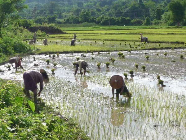 Rice paddies near Hsipaw and Kyaukme
