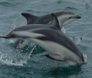 Dusky dolphins in Kaikoura