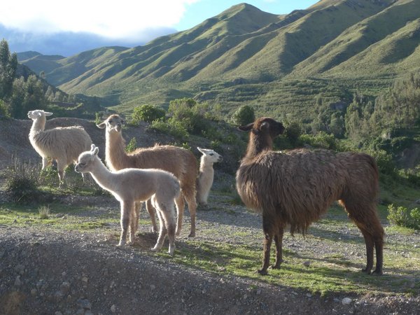 Llamas near Cusco