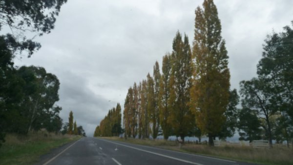 Another Row of Poplars
