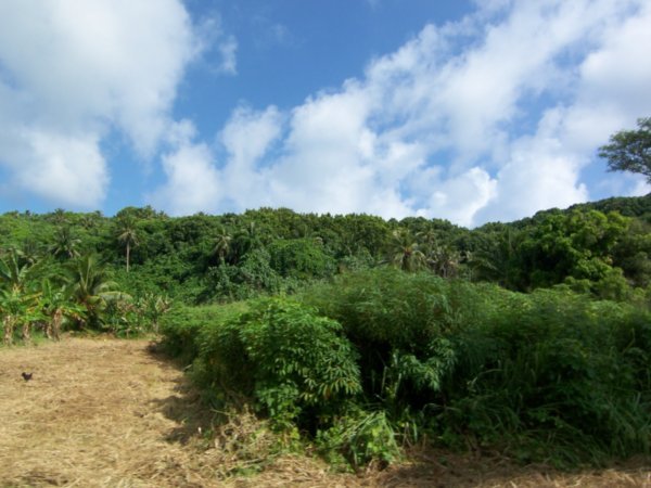 Lush Vegetation on Aitutaki Island