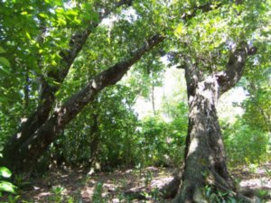 100 Year Old Mahogany Trees