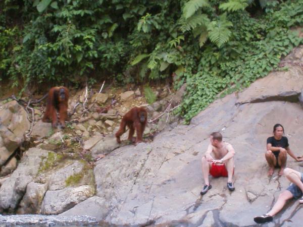 Hairy moment with an Orang Utan