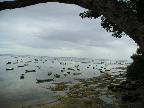 Seaweed farm - Lembongan