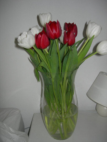 tulips from Annemieke