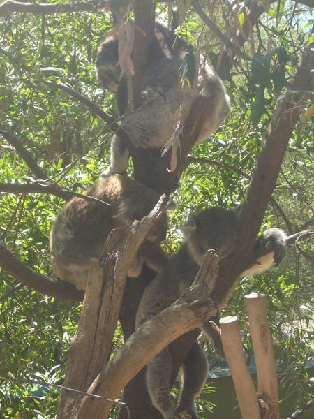 Koala bears, Healesville