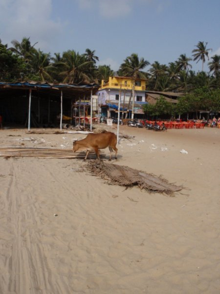 cow. beach. india