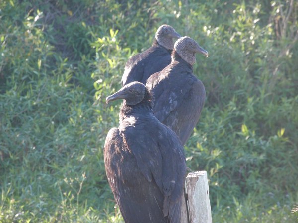 black vultures!!