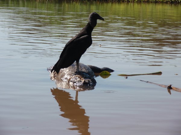 black vulture rides (and eats) a dead caiman downstream
