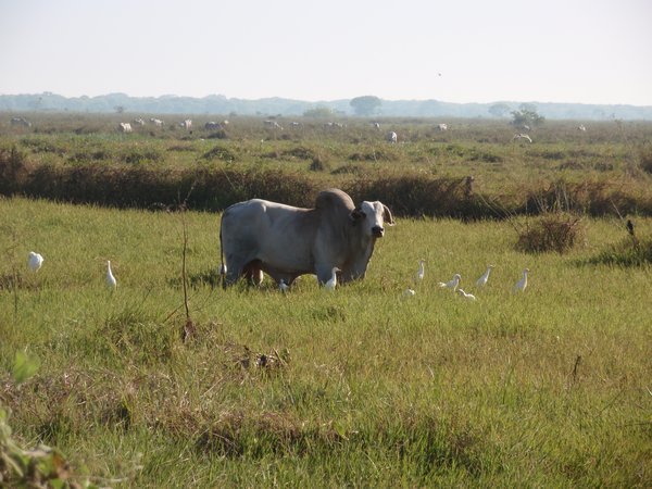 Brahman cow and friends