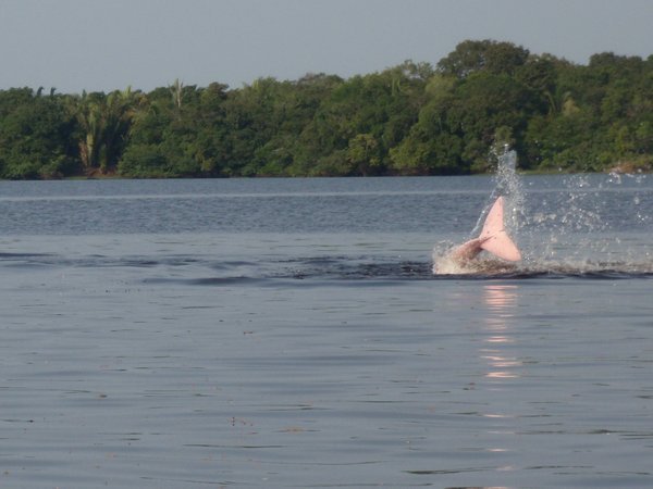 PINK RIVER DOLPHIN!!!
