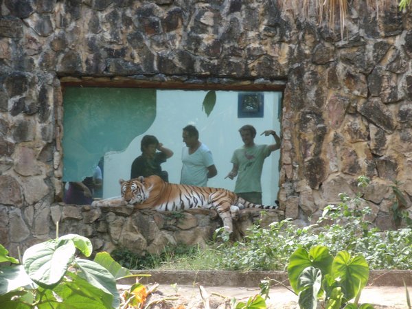 Jeff FINALLY tracks down a real tiger! Cali zoo