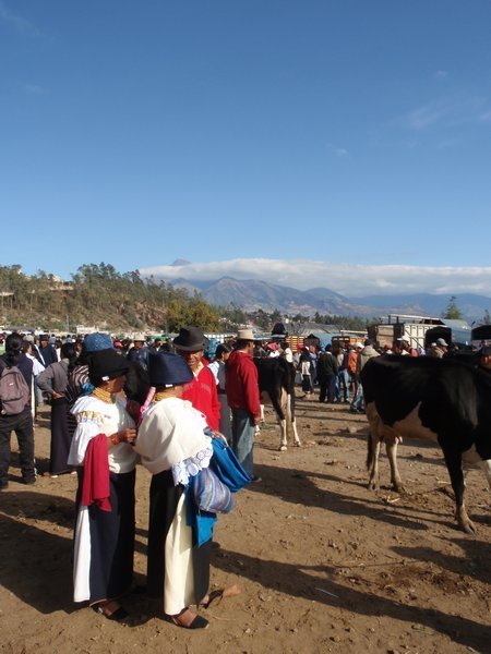 the animal market, Otavalo