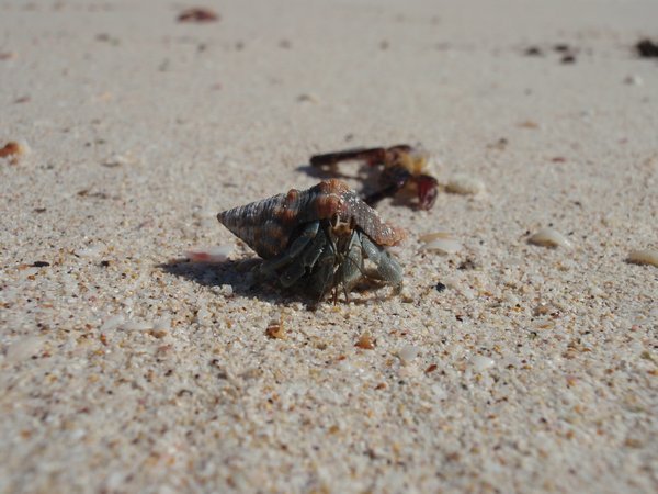 hello mr crab