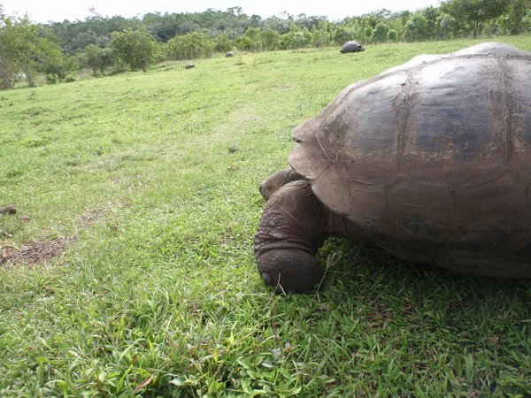 giant galapagos tortoises