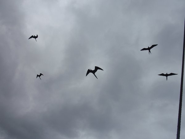 frigatebirds fly alongside the Angelique