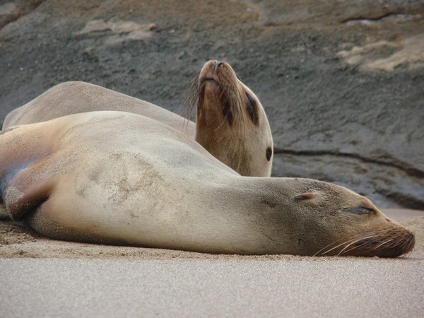 sea lions on the sand