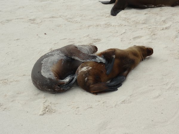 sleeping sea lions