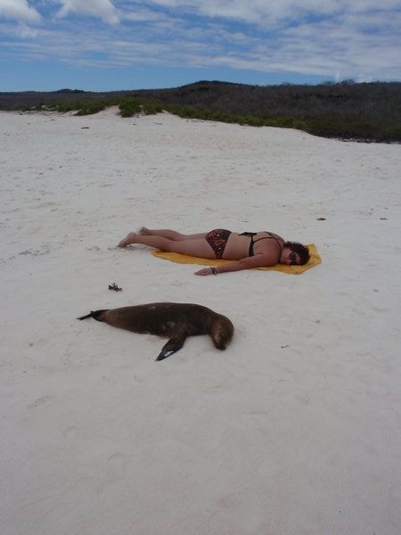sleeping sea lions part 2