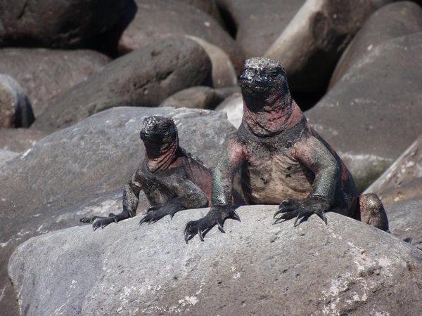 a couple of marine iguanas pose for the cameras