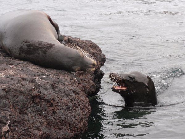 persistent male (right) noisily courts a female sea lion