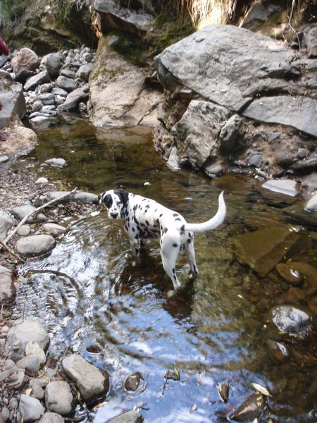 spotty dog leads the waterfall walk
