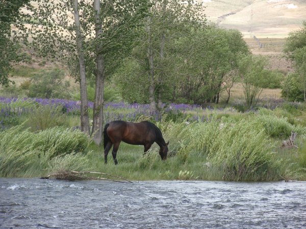 horse in the meadows, Junin de los Andes