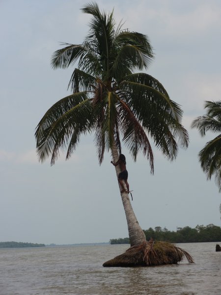 Vidal climbs up the tree to get us some coconuts!