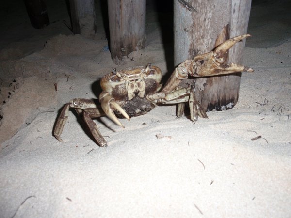 massive crabs by night