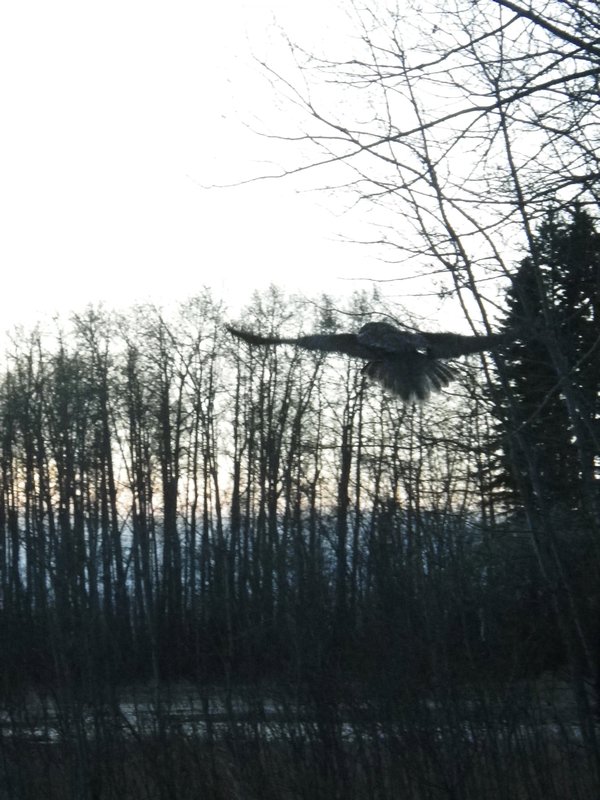 Great Grey Owl takes flight at Meanook