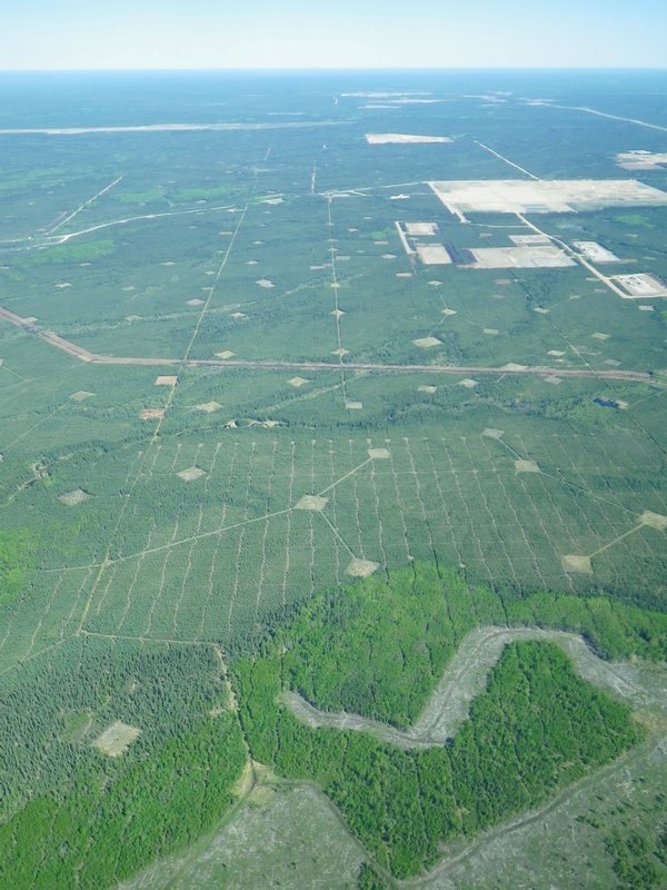 gas pads and exploration trails criss-cross through the boreal, outside of Fort McMurray