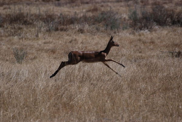 Female Impala Running