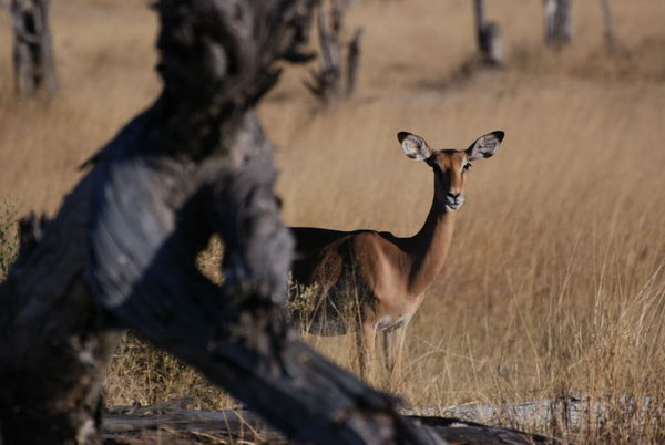 Female Impala Hiding
