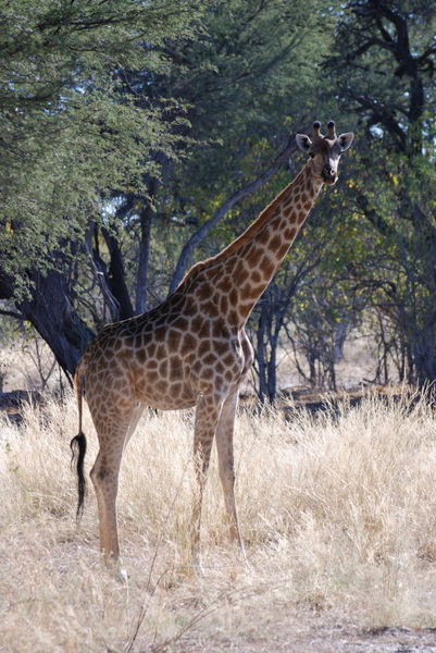 Female Giraffe