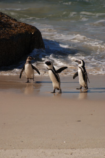 African Cape Penguins