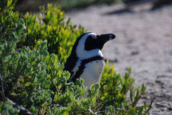 African Cape Penguin