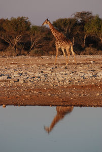 Reflections on a Giraffe