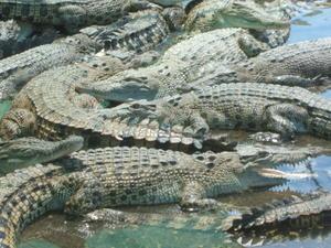 Crocodile Farming