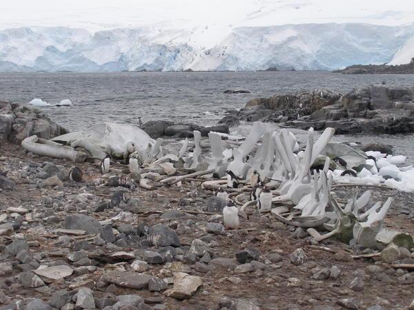 Whale bones