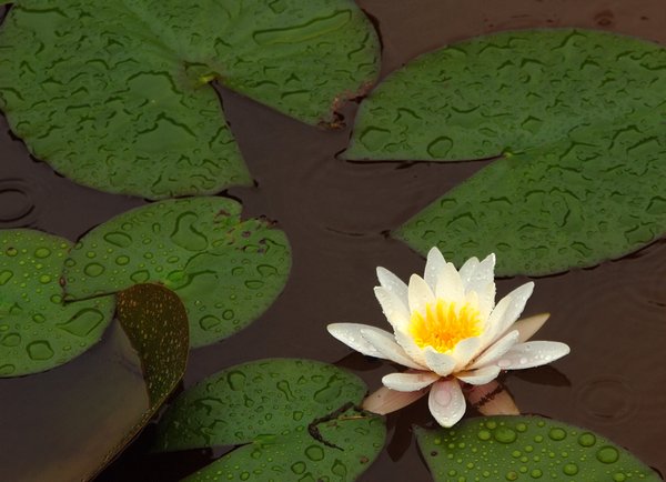 Lotus in the rain
