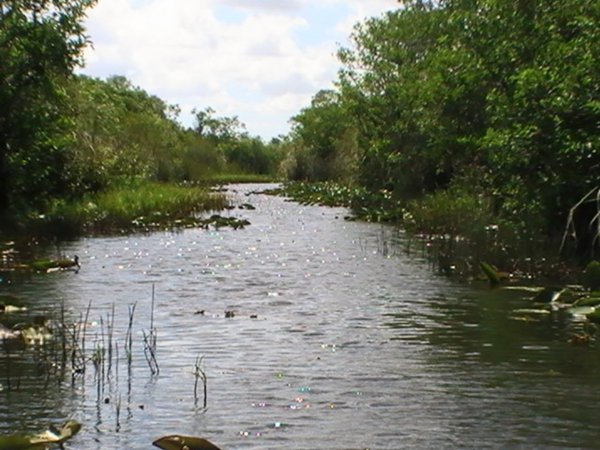 Everglades!