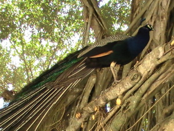Peacock In Tree!