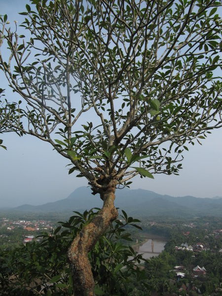 Tree above Luang Prabang